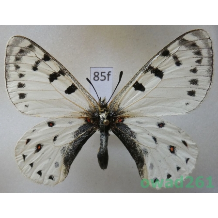 Parnassius tenedius subsp. vulcanus F Bryk & Eisner 1892 Russia85f